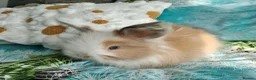 Angora rabbits for sale: English Full Face Angora Bunnies - Advert 3