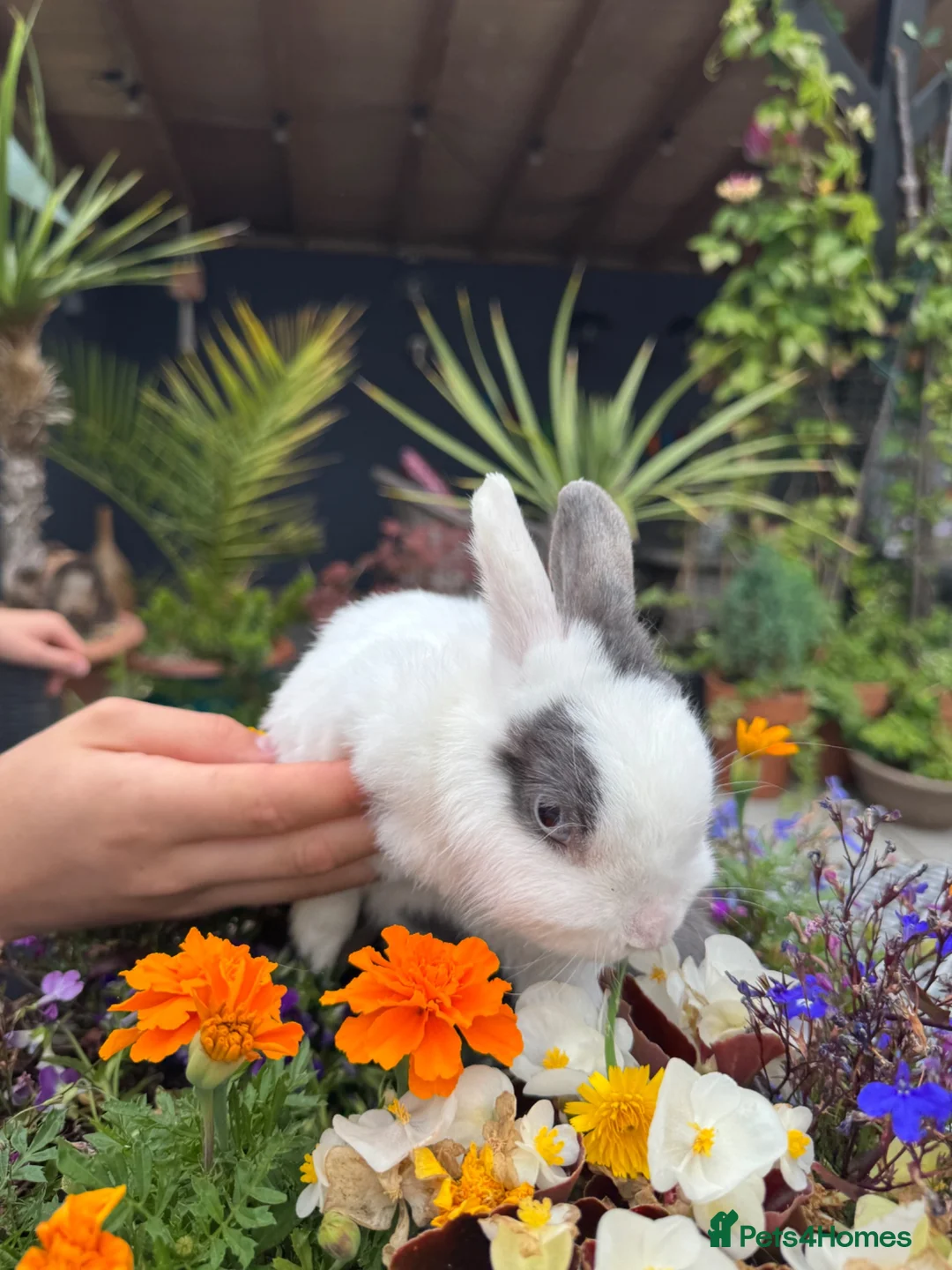 Netherland Dwarf rabbits for sale: Netherland dwarf doe very tame - Advert 2