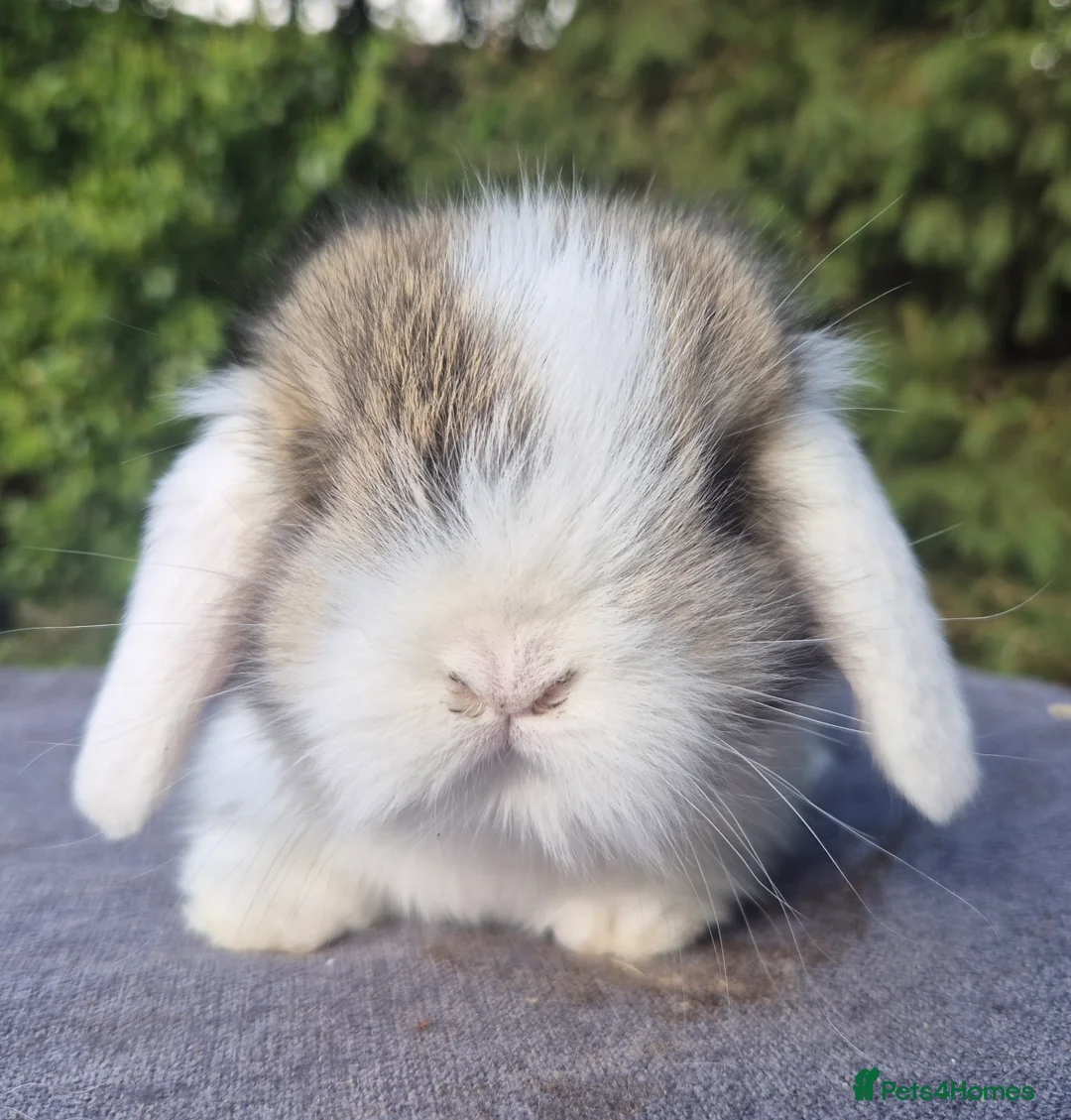 Mixed Breed rabbits for sale: 💞Teddywidder x mini lop babies 💙 - Advert 1