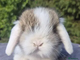 Mixed Breed rabbits 💞Teddywidder x mini lop babies 💙 - Advert 2