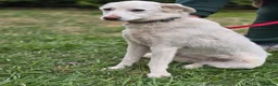 Mixed Breed dogs for adoption: ❤️BELLA❤️ Full of Love, Joy and Life - Advert 6