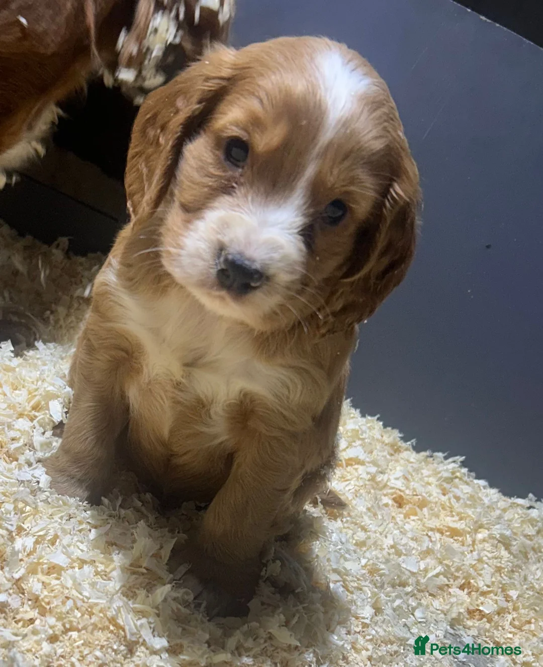 Cocker Spaniel dogs for sale: Outstanding litter of cocker spaniel puppies  - Advert 12