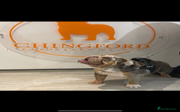 English Bulldog dogs for stud: Ronnie G the ULTIMATE STUD - Image 2