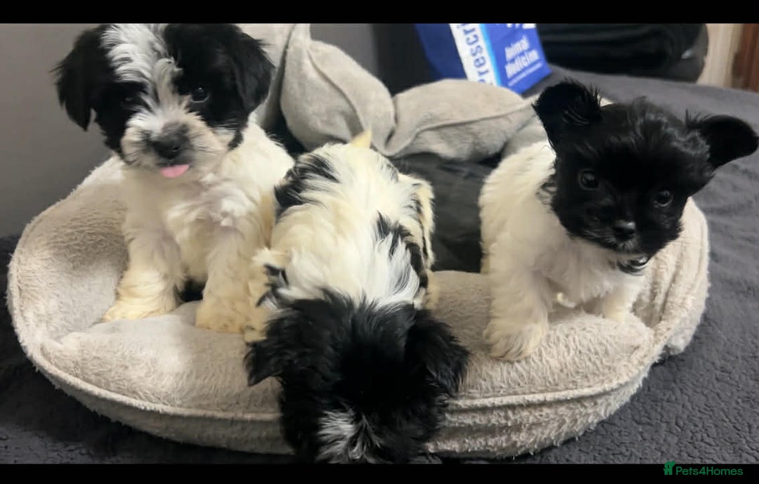 Biewer Terrier dogs for sale: Beautiful biewer terrier puppies for sale - Advert 7