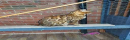 Bengal cats for sale: Stunning Male Bengal Cat Champion Bloodlines - Advert 6