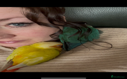 Conures birds for sale: Handtame 2 bonded conures - Image 5