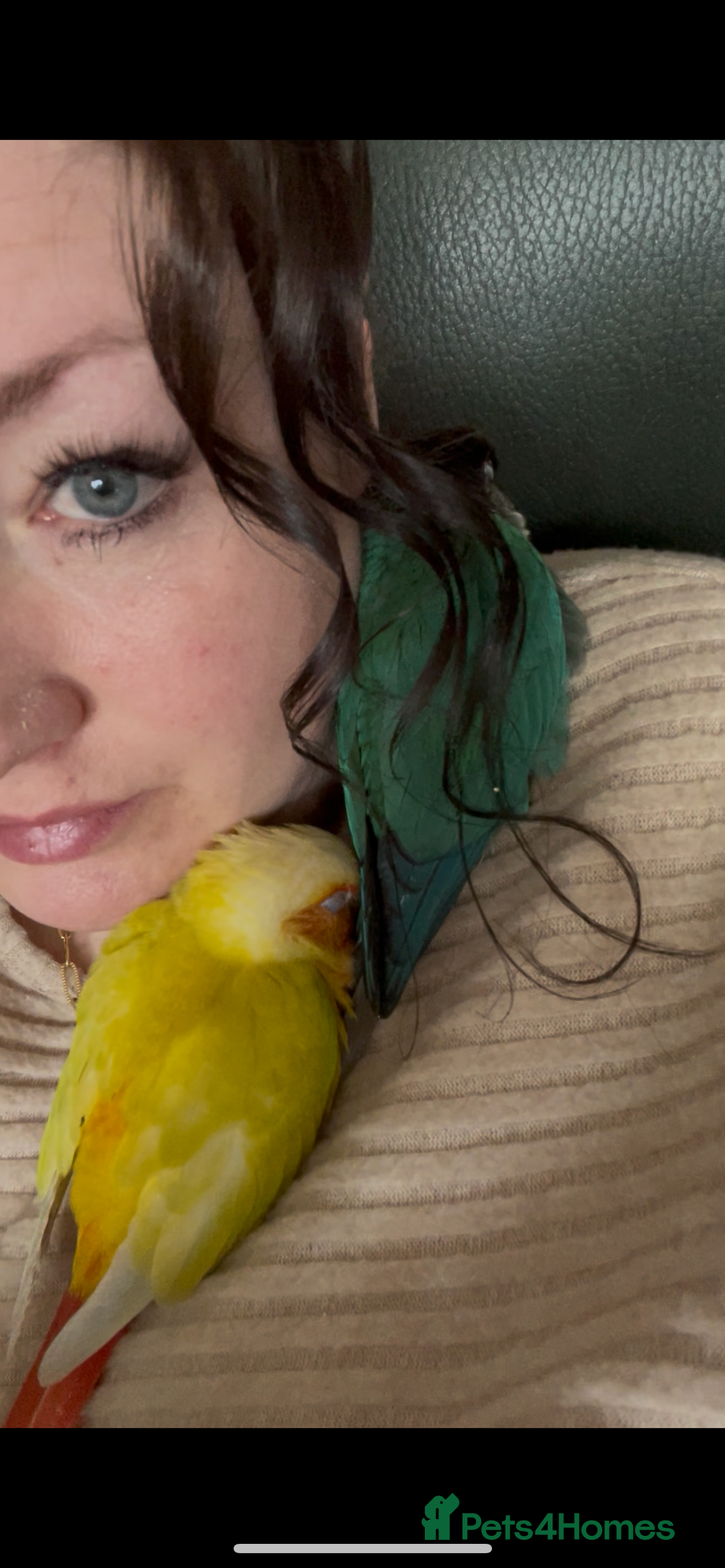 Conures birds for sale: Handtame 2 bonded conures - Image 5