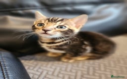 Bengal cats for sale: ✨Pure Bengal Kittens – Champion Bloodline ✨ - Image 3