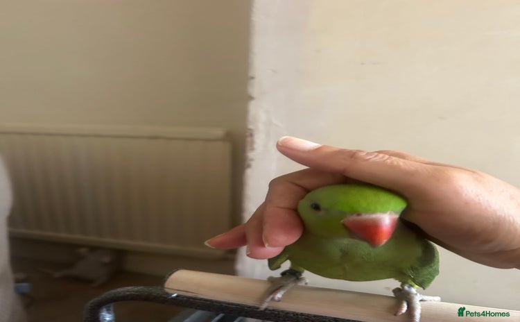 Ringnecks birds - Advert 4