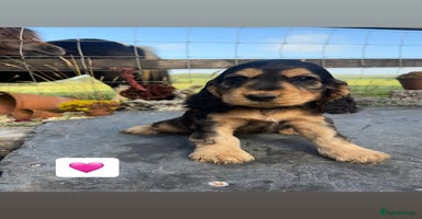 Cocker Spaniel dogs - Advert 9