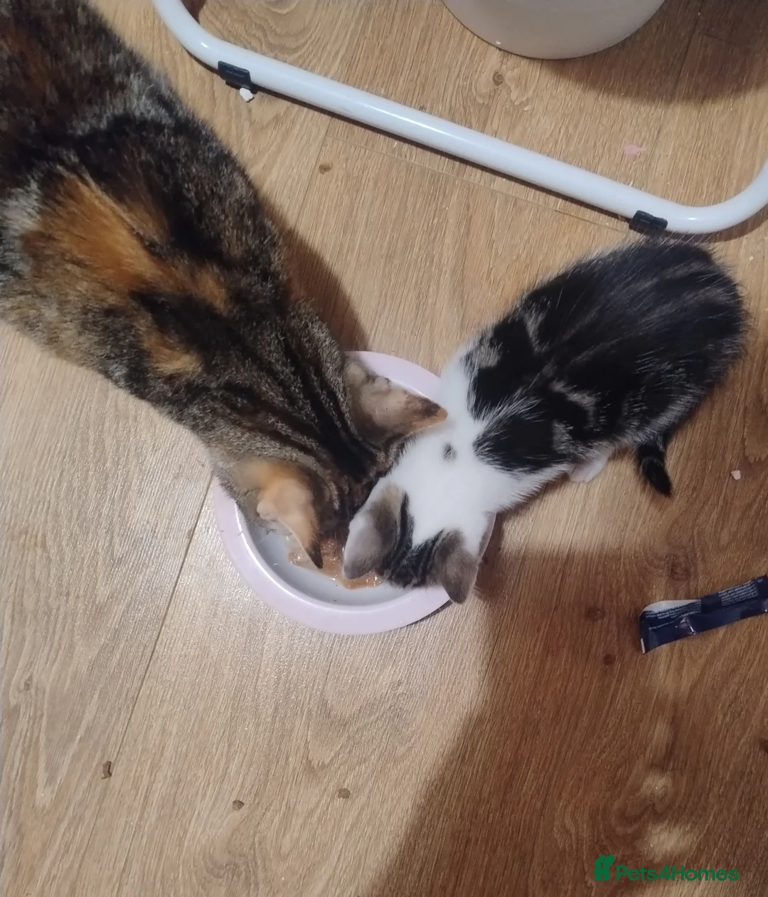 American Shorthair cats for sale: Playful young kitten looking for a loving home  - Advert 2