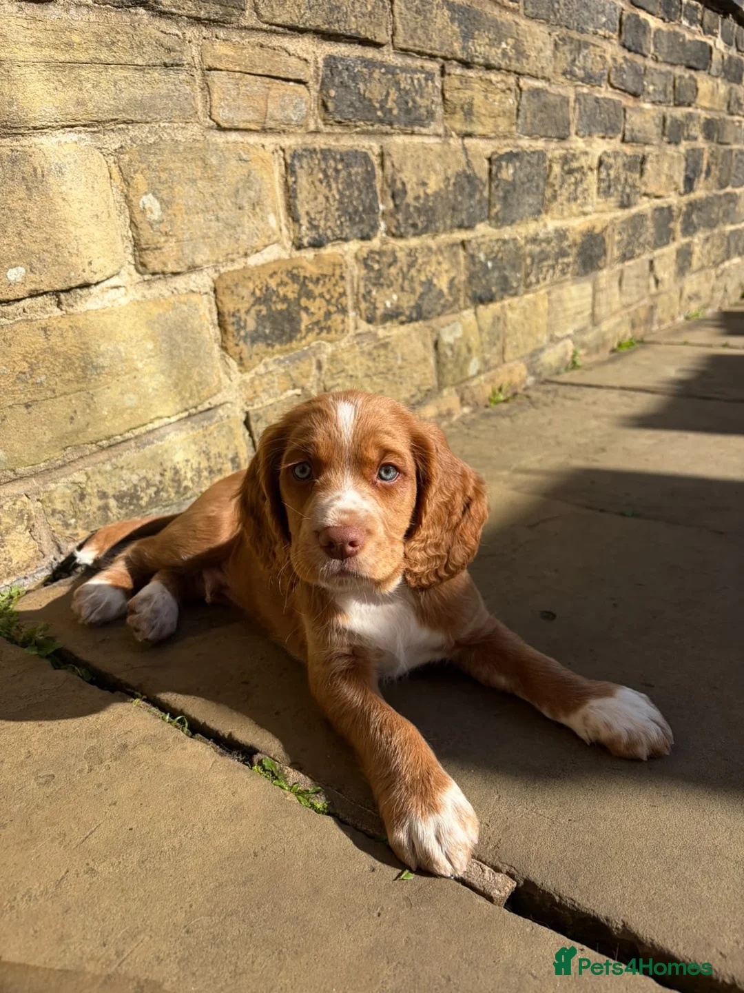 Cocker Spaniel dogs for sale: 1 KC Reg Cocker-Spaniels Puppies for Sale - Advert 1