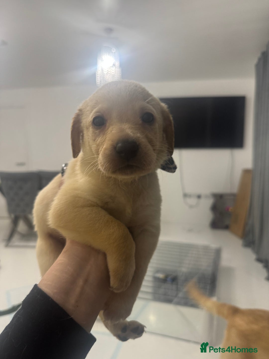 Labrador Retriever dogs for sale: Full breed Labrador retriever puppy’s  - Image 22