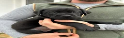 Labrador Retriever dogs for sale: KC Black Labrador puppy's  - Advert 13