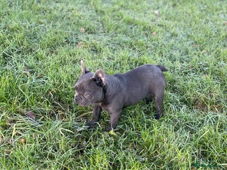 French Bulldog dogs French bulldog - Advert 3