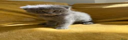 Ragdoll cats for sale: Ragdoll/scottish fold - Advert 5