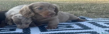 Miniature Dachshund 5