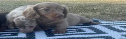 Miniature Dachshund dogs for sale: Miniature longhaired dachshund  in Rochester - Advert 14
