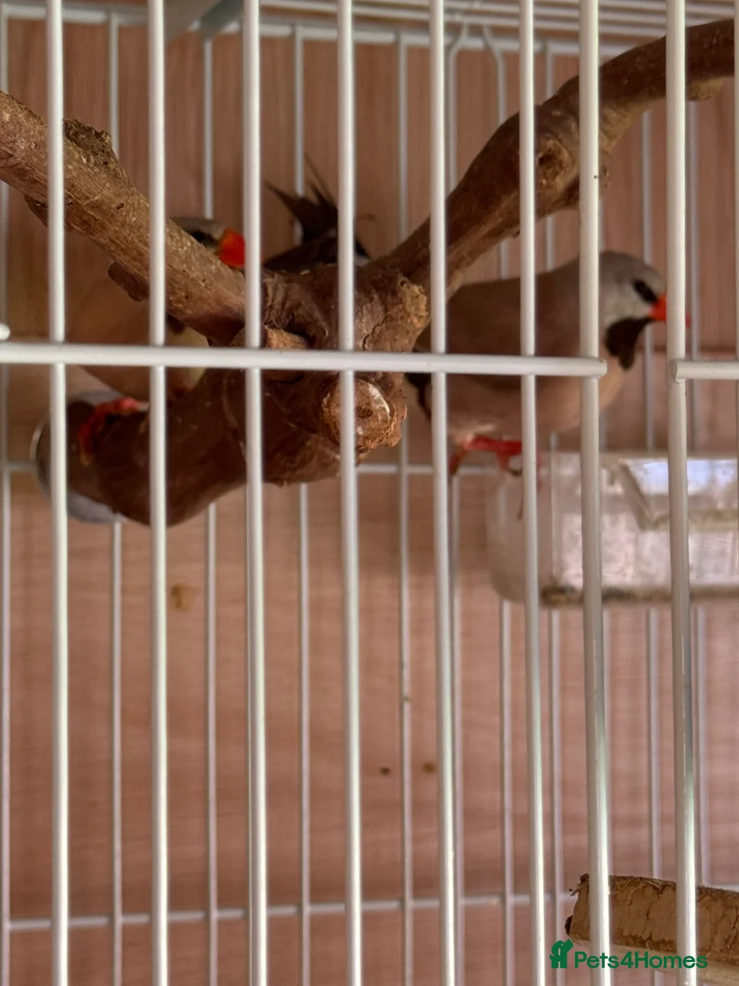 Finches birds for sale: Lovely pair heck’s long tail grass finch  - Advert 2