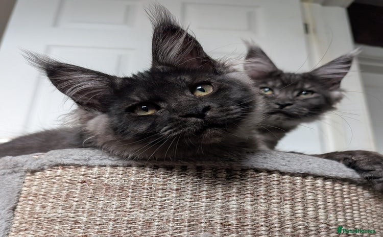 Maine Coon cats - Advert 3