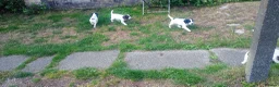 English Springer Spaniel dogs for sale: English springer spaniel pups  - Advert 3