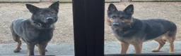 German Shepherd dogs for sale: German Shepard X Mali boy  - Advert 1