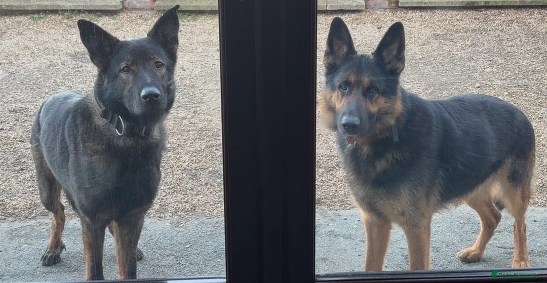 German Shepherd dogs for sale: German Shepard X Mali boy  - Advert 1
