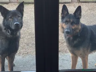 German Shepherd dogs German Shepard X Mali boy - Advert 1