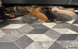 Maine Coon cats for sale: Maine coon cross kitten - Image 4