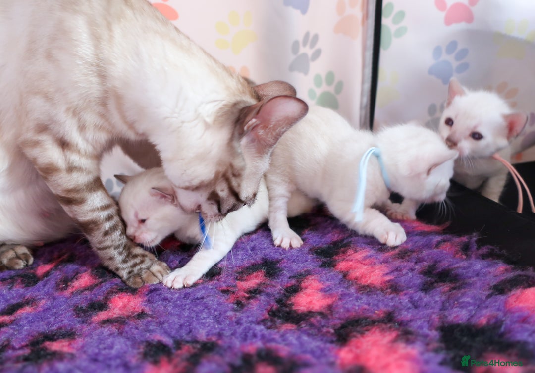 Bengal cats for sale: 1 Boy left, Bengal Snow kittens from RW TGC Sire - Image 20
