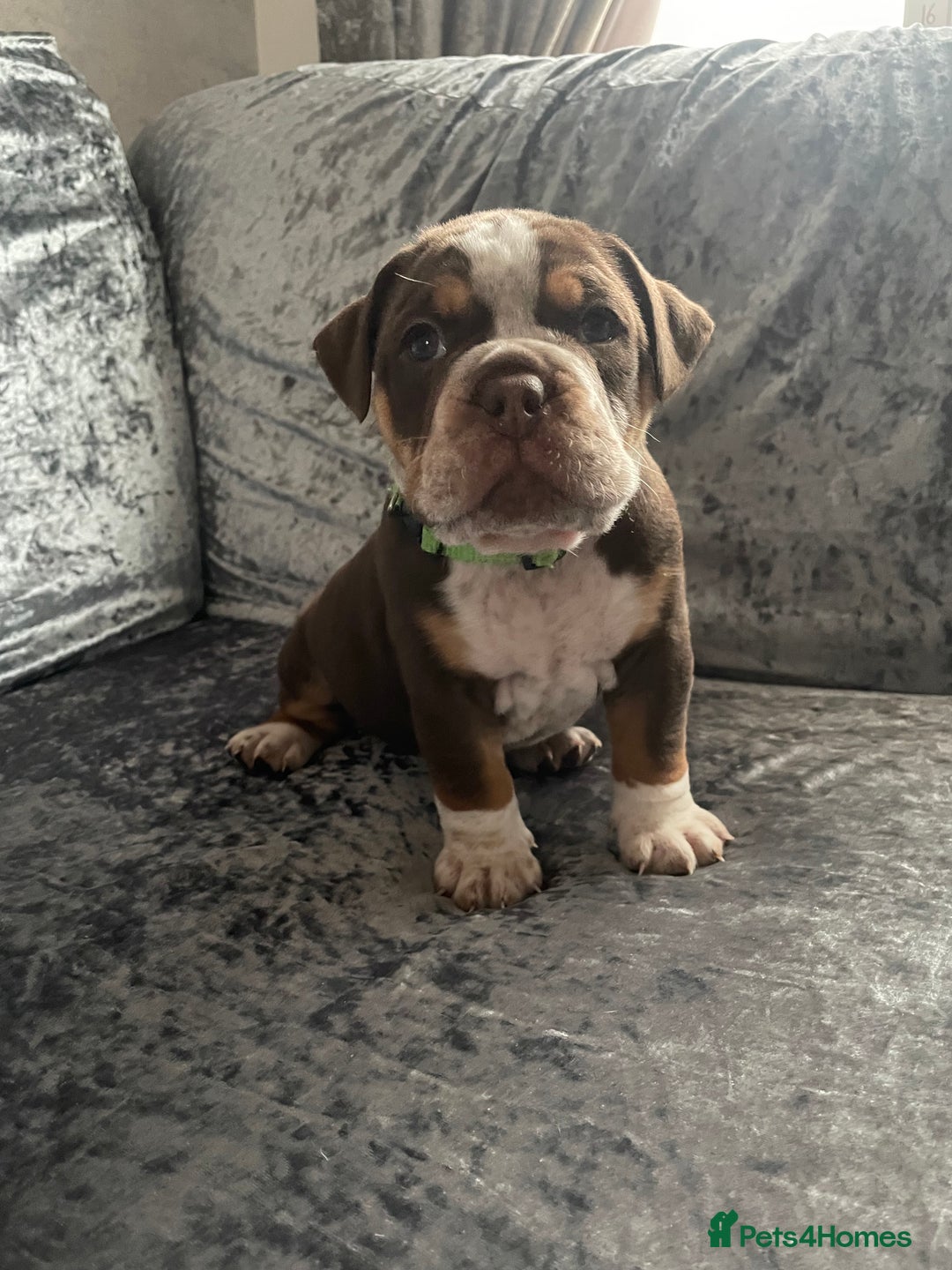 Olde English Bulldogge dogs for sale: NEBBR registered Olde English bulldogge puppies - Advert 18