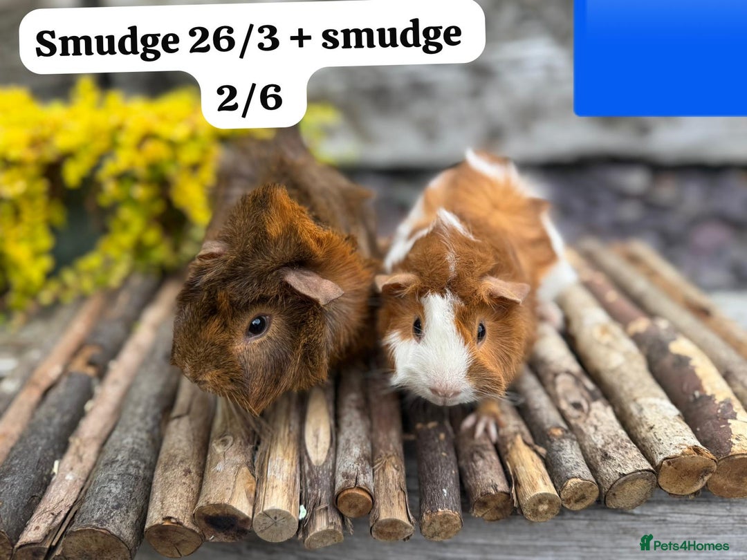 Guinea Pig rodents for sale: Baby guinea pigs ready now. Sheffield - Image 4
