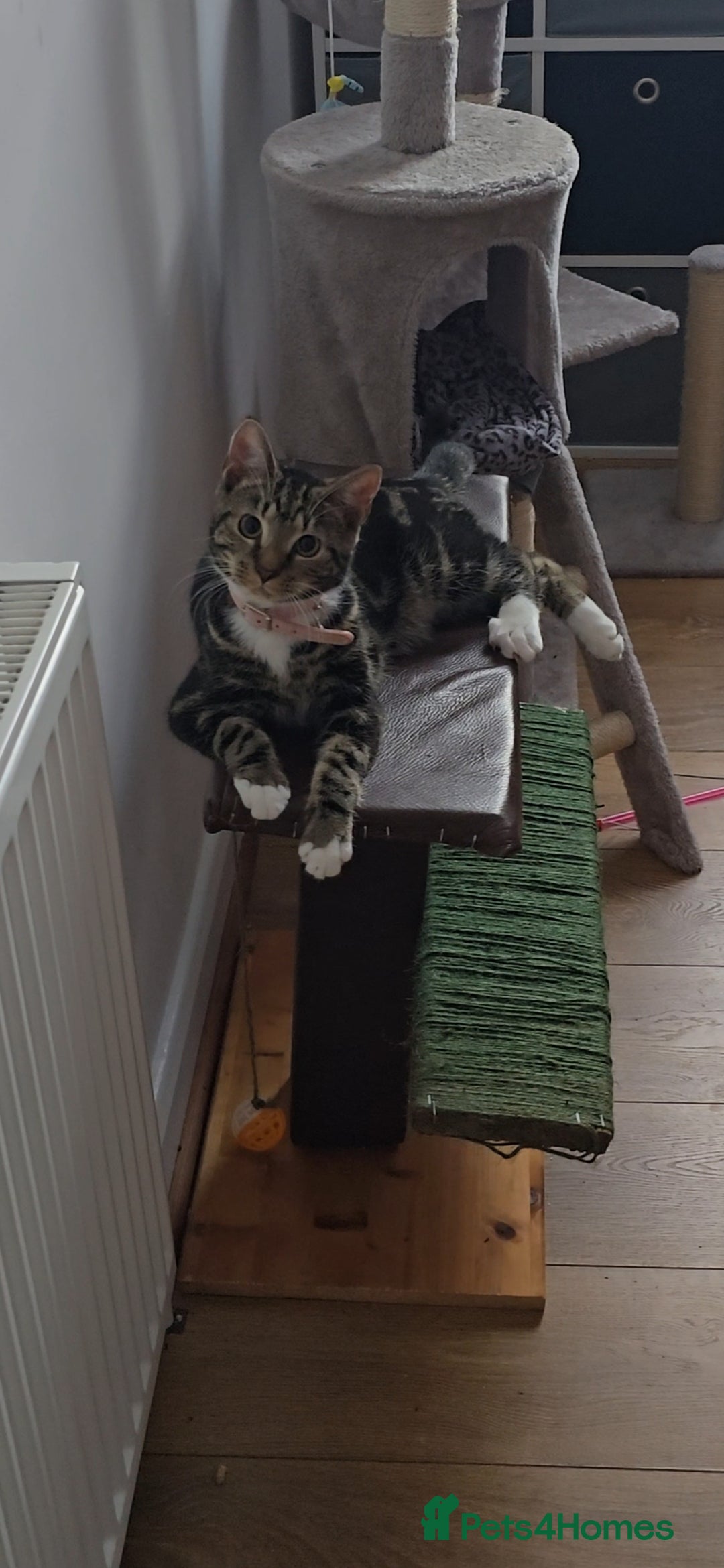 Mixed Breed cats for sale: Female cat tigger  - Advert 2