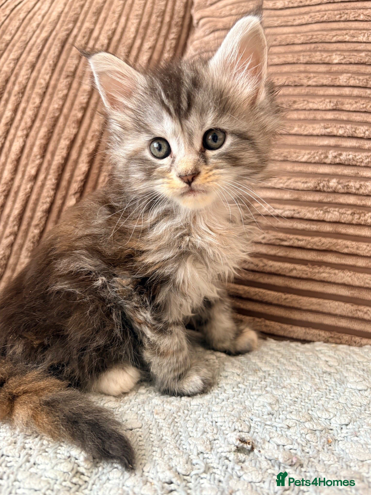 Maine Coon cats for sale: READY NOW. Tica registered mainecoon kittens - Advert 2