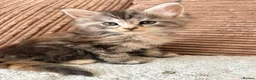 Maine Coon cats for sale: Tica registered mainecoon kittens ready to view - Advert 7