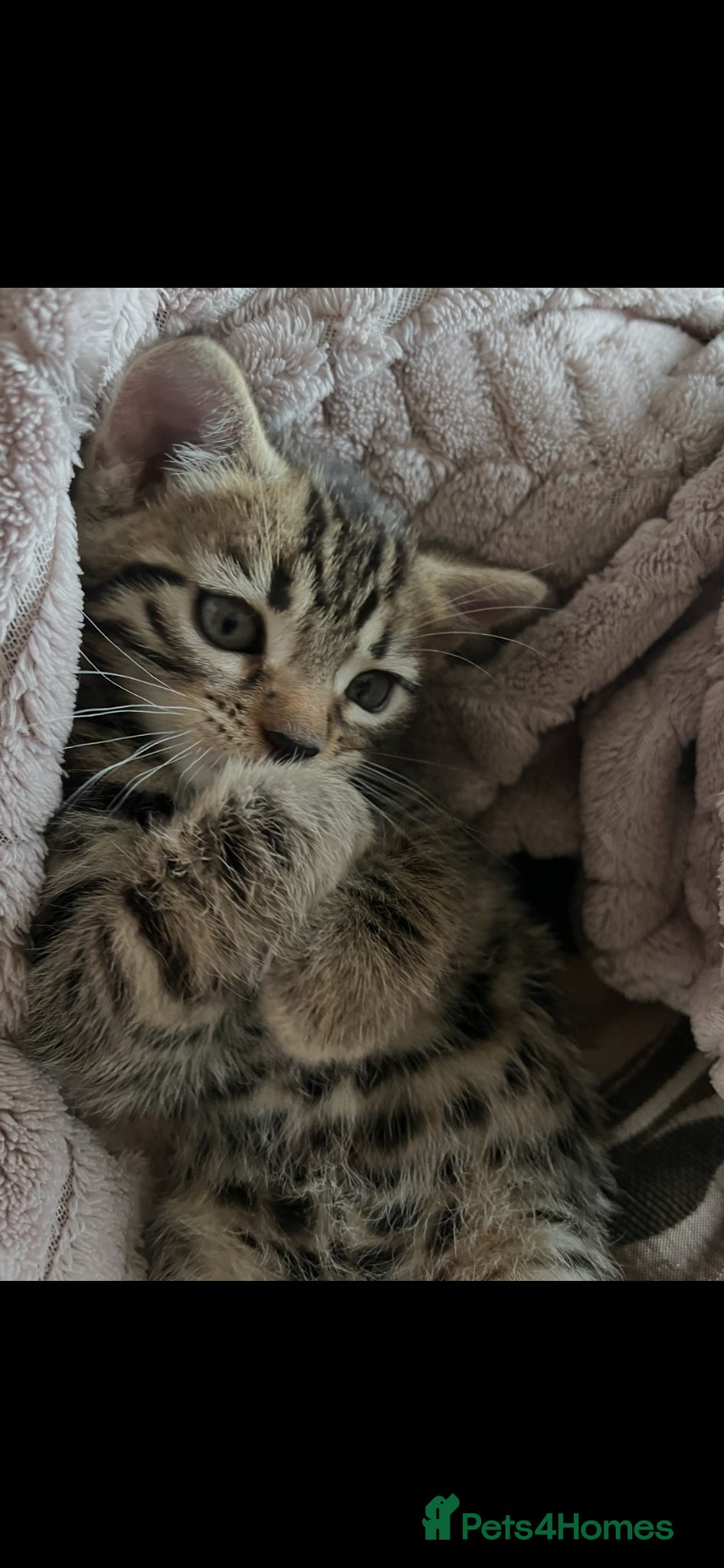 Bengal cats Beautiful Bengal / Ragdoll Cross  - Advert 1