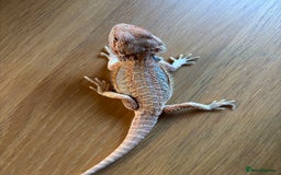 Bearded Dragon reptiles for sale: Baby bearded dragons  - Image 6