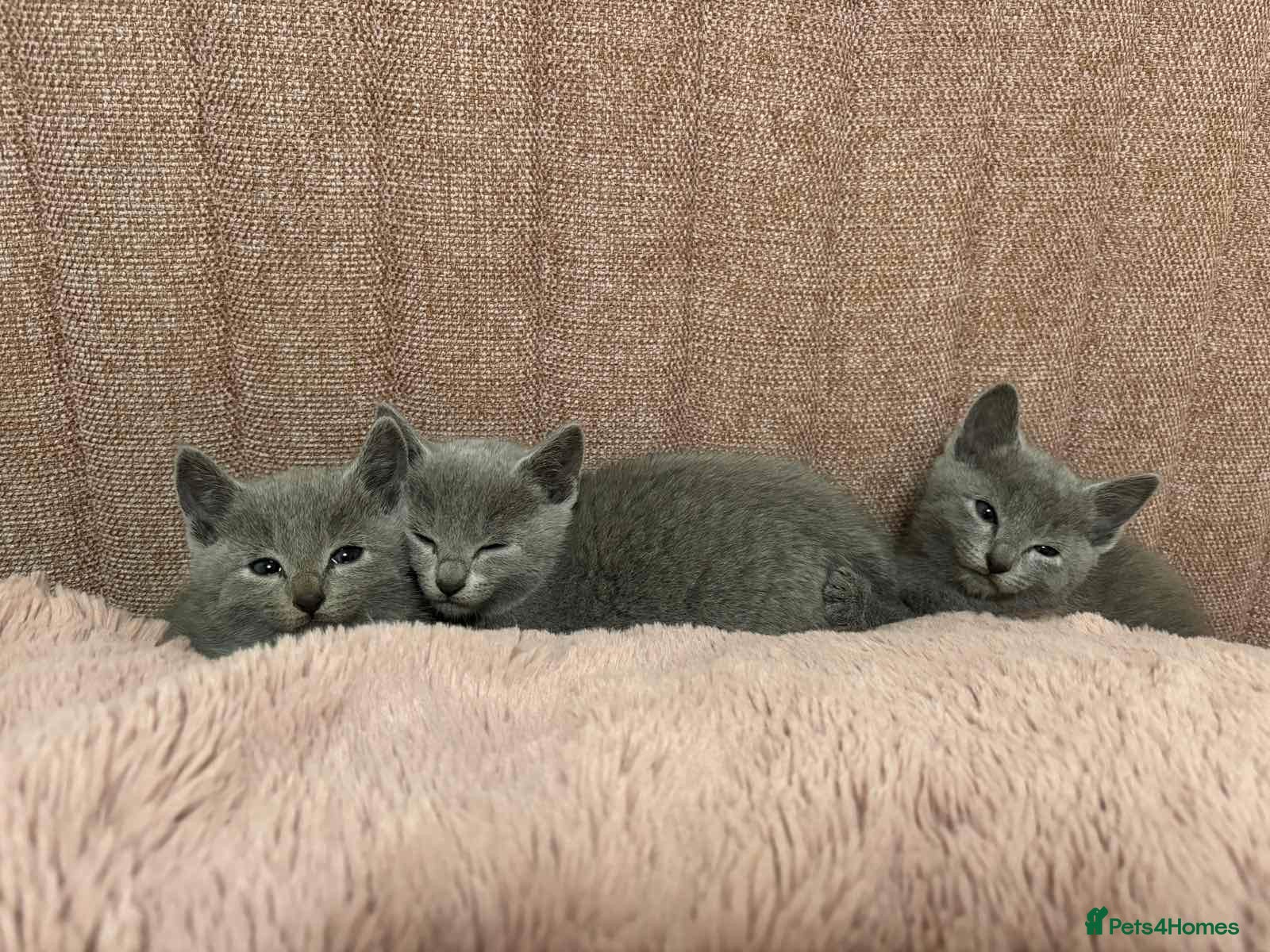 Russian Blue cats Gorgeous TICA Russian Blue Kittens - Advert 4