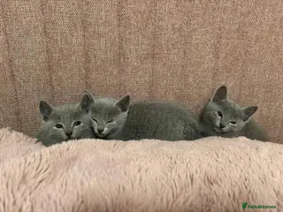 Russian Blue cats Gorgeous TICA Russian Blue Kittens - Advert 2