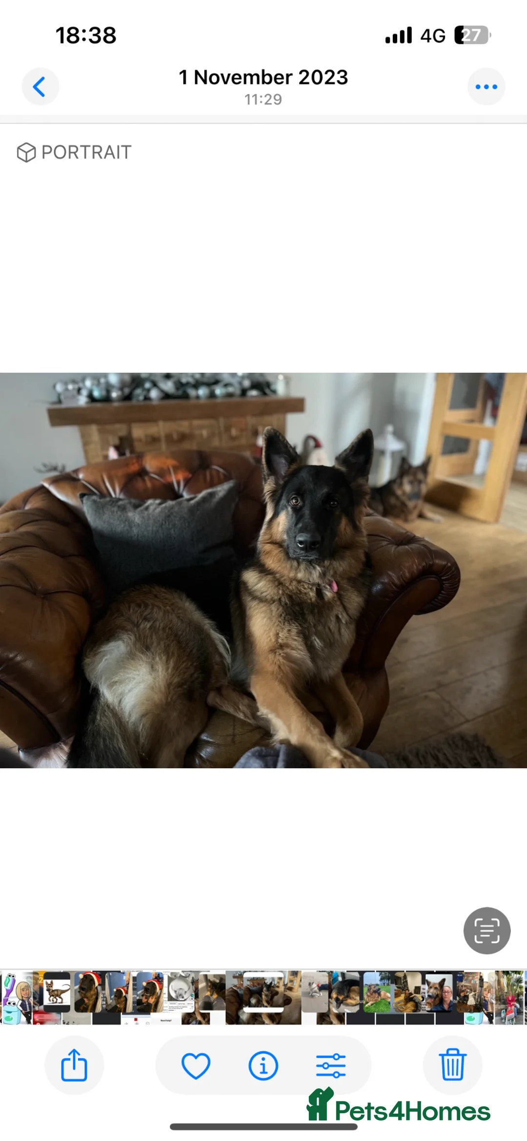 German Shepherd dogs for sale: Gorgeous girl needs a loving home  - Advert 7