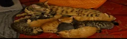 Mixed Breed cats for sale: Elven Bengal Kittens  - Advert 26