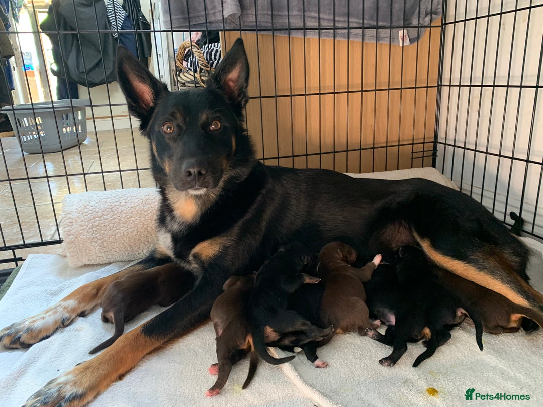 Australian Kelpie dogs for sale: Red kelpie puppy  - Advert 5