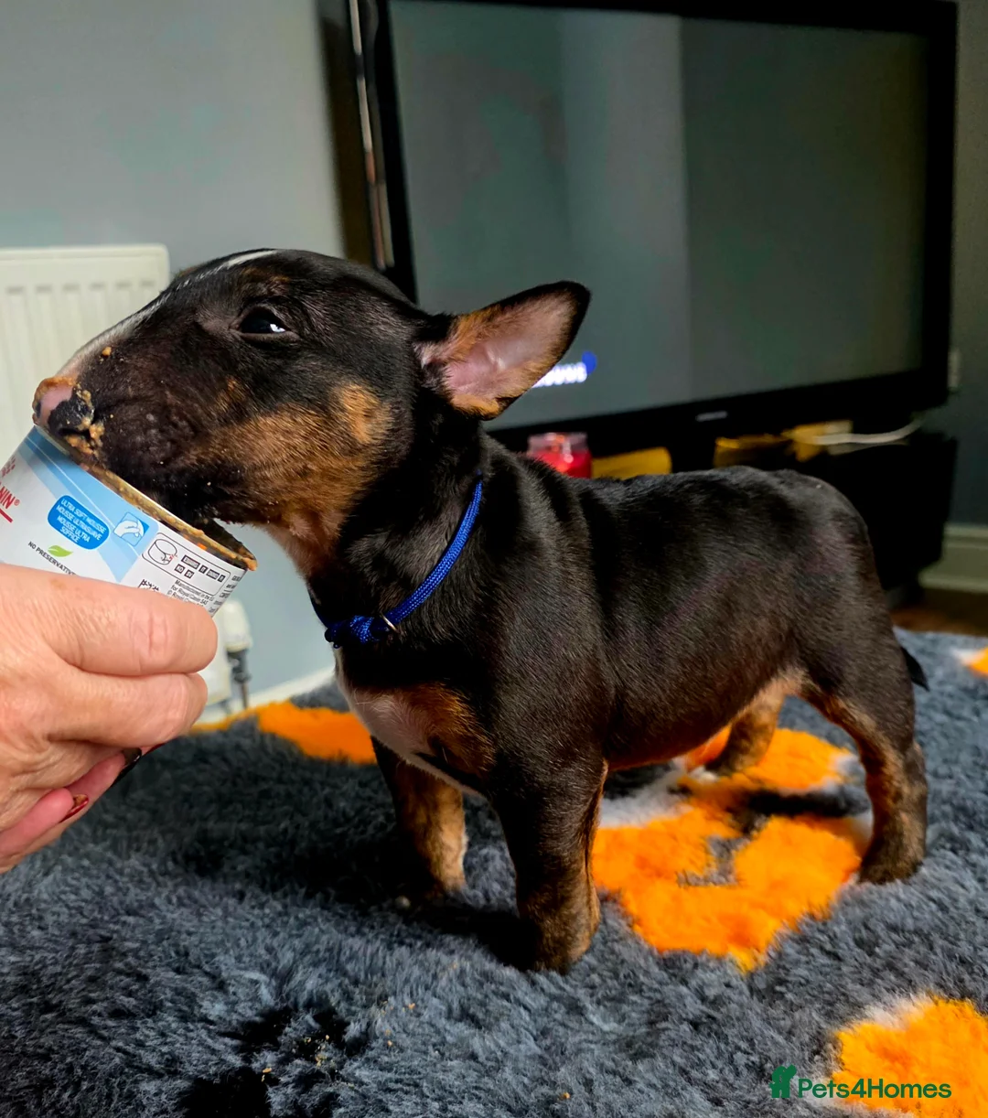 Miniature Bull terrier dogs for sale: MinatureBullTerrier Pups HealthTested TopPedigree in Preston - Advert 6