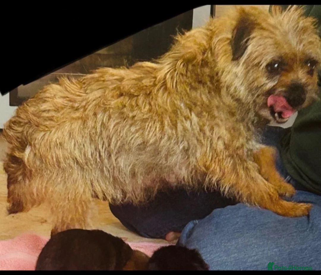 Border Terrier dogs for sale: Border Terrier puppies - Advert 10