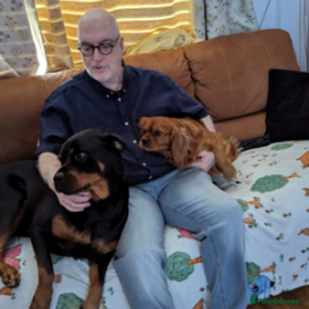Rottweiler dogs for sale: Rottweiler and Prince Charles cavellier  - Image 1