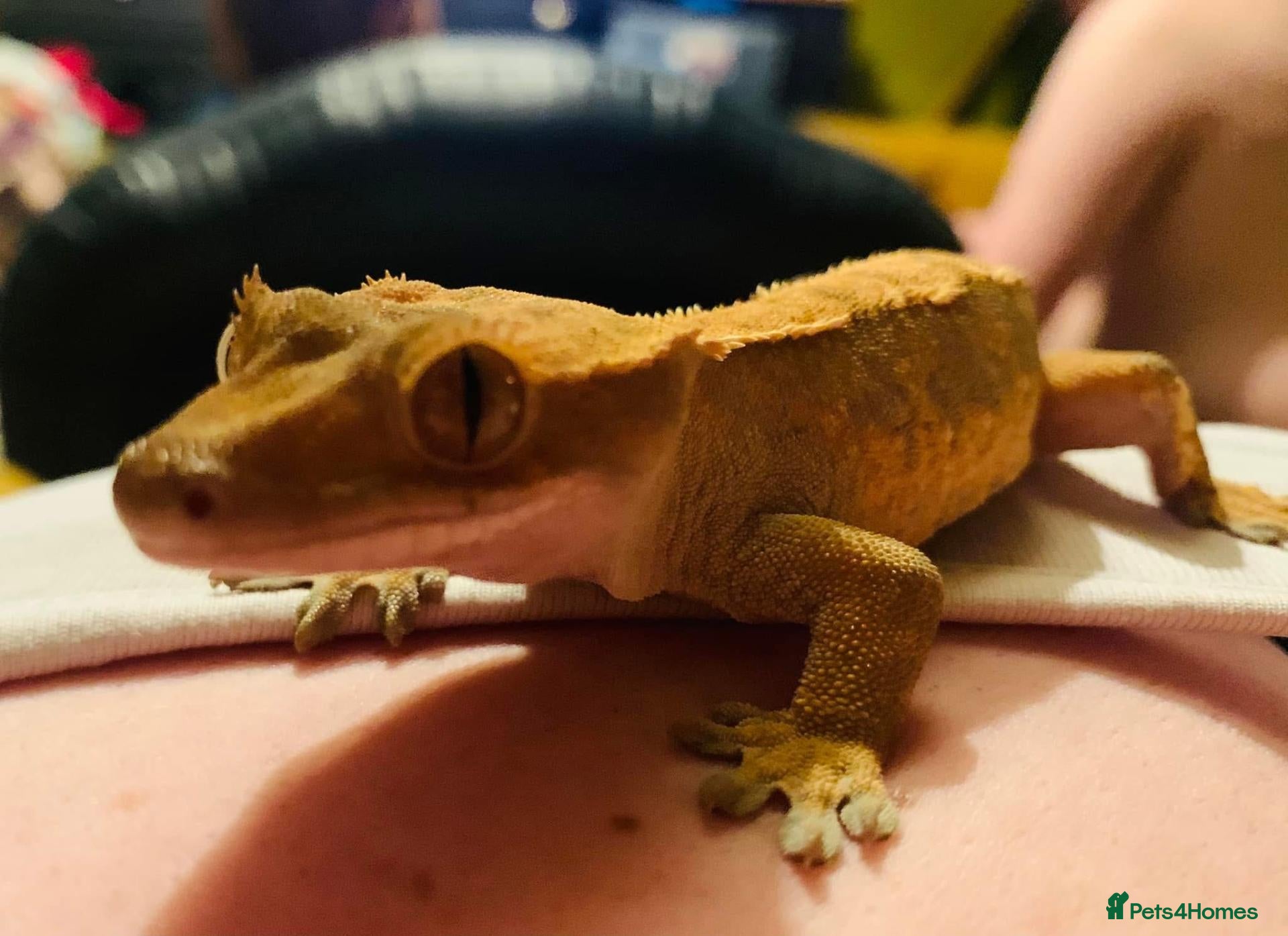 Gecko reptiles Female harlequin crested gecko - Advert 1