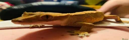 Gecko reptiles for sale: Female harlequin crested gecko in Bridgend - Advert 1