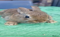 Netherland Dwarf rabbits for sale: Beautiful mixed boy dwarf boys - Image 7