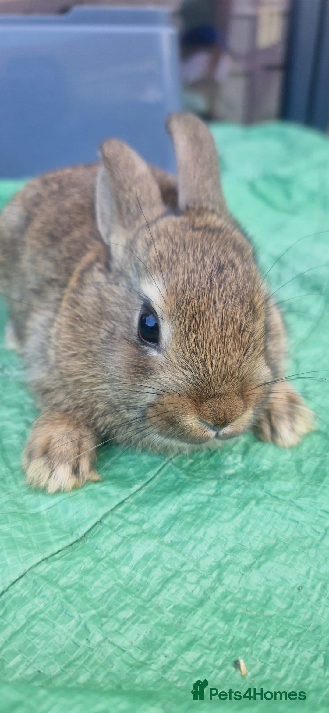 Netherland Dwarf rabbits for sale: Beautiful mixed boy dwarf boys - Image 7
