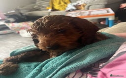 Cockapoo dogs for stud: 1 year old cockapoo for stud - Image 15